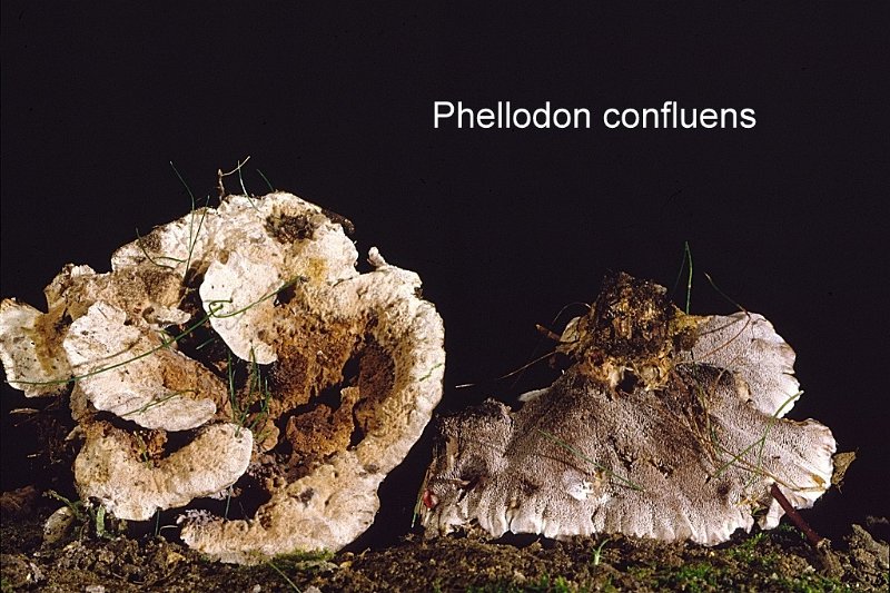 Phellodon confluens-amf902.jpg - Phellodon confluens ; Syn1: Hydnum confluens ; Syn2: Calodon amicus ; Nom français: Hydne confluent
